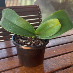 Phalaenopsis 'Leda' (Phalaenopsis amabilis × Phalaenopsis stuartiana)