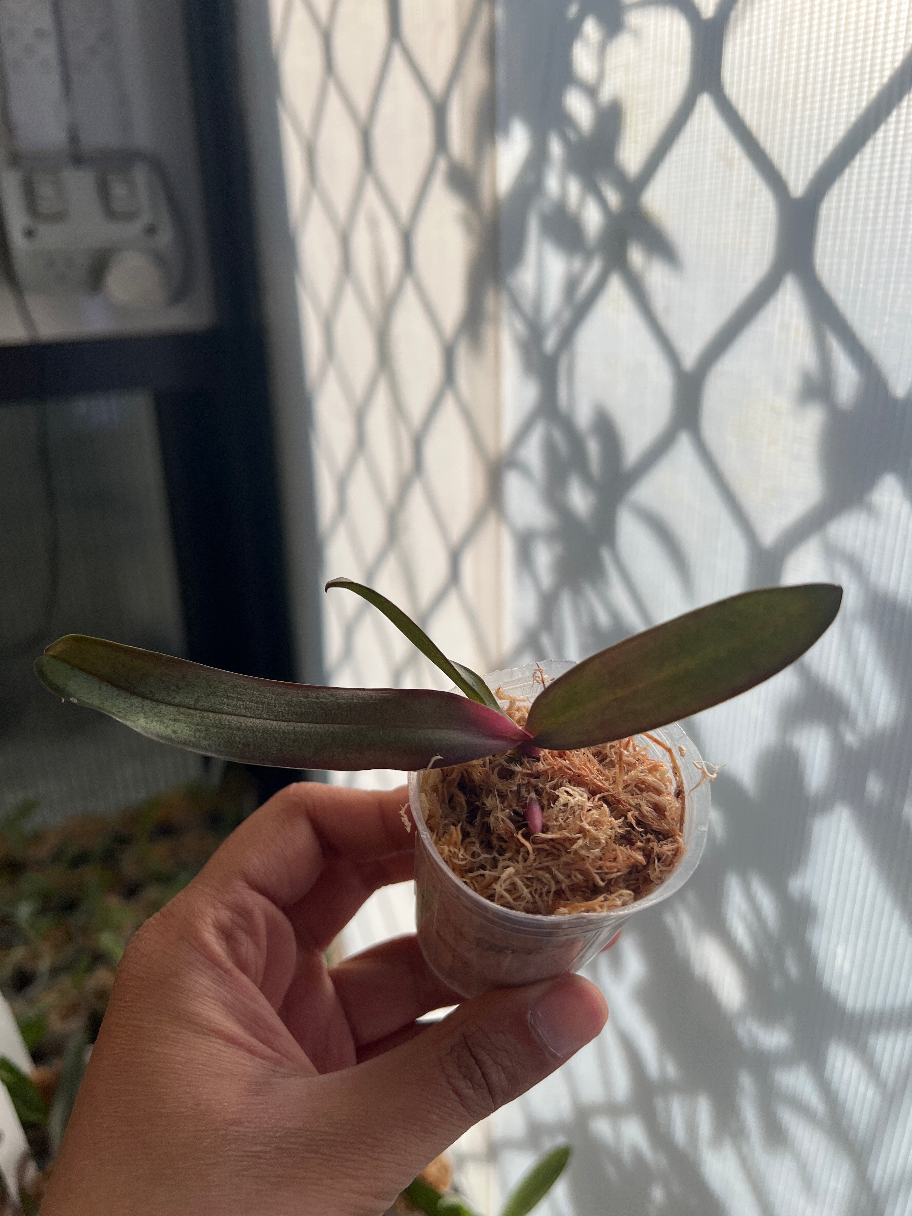 Phal. Sexy Venus 'Leopard' MC (Mottled Leaved) Secondary image