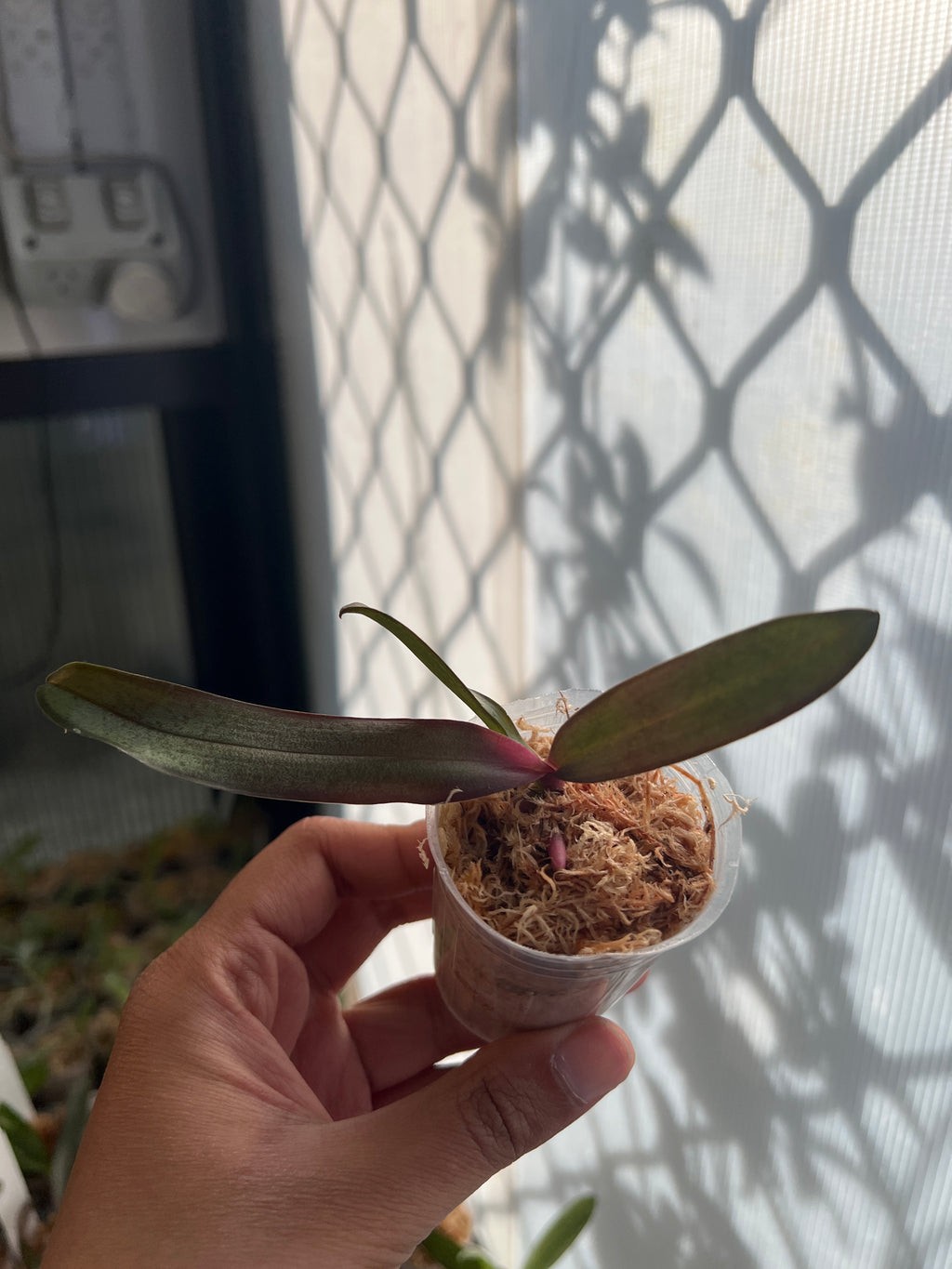 Phal. Sexy Venus 'Leopard' MC (Mottled Leaved)