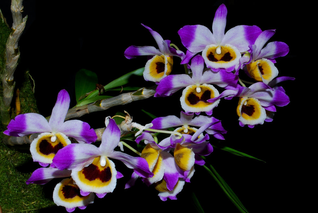 Dendrobium (pendulum 'Black Eyes' X wardianum) Flowering