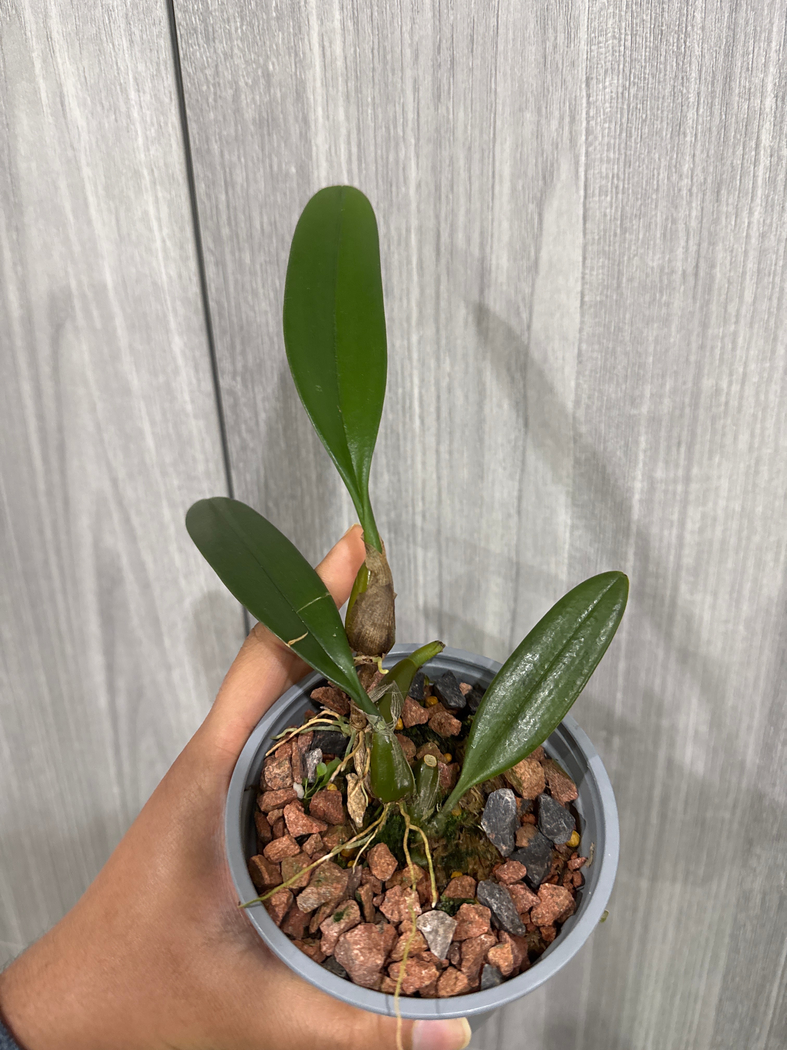 Bulbophyllum Medusae