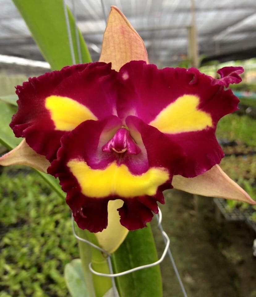 Cattleya/Rlc Lady Gaga 'Poker Face' MC