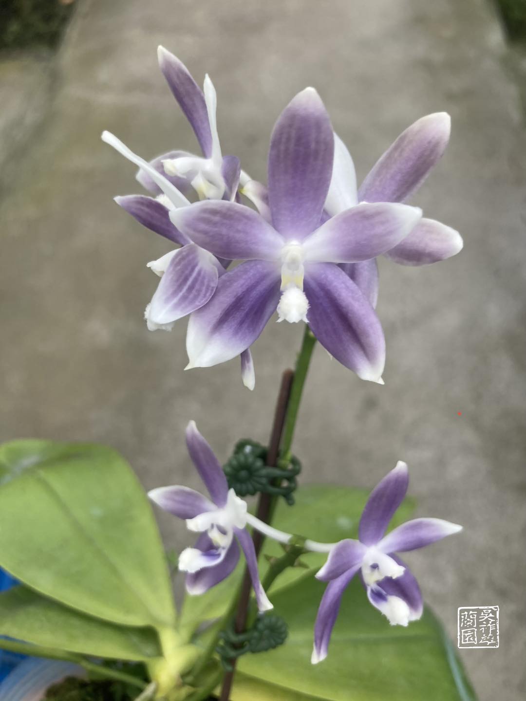 Phal. tetraspis ‘Smurfs‘ MC (Fragrant Species) Main image