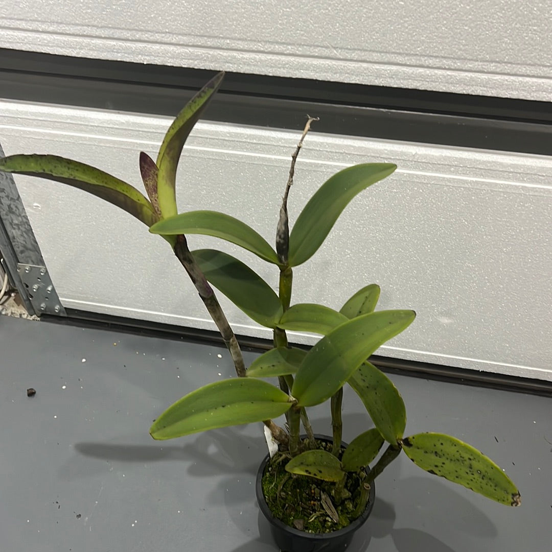 C. amethystoglossa ‘Camino Real’ x H&R Supreme AM/AOS