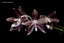 Phal. tetraspis f. livida (Species)