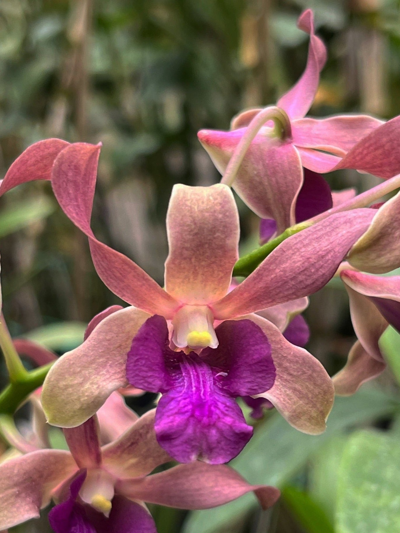 Dendrobium (CKAii x Lasianthera) Main image