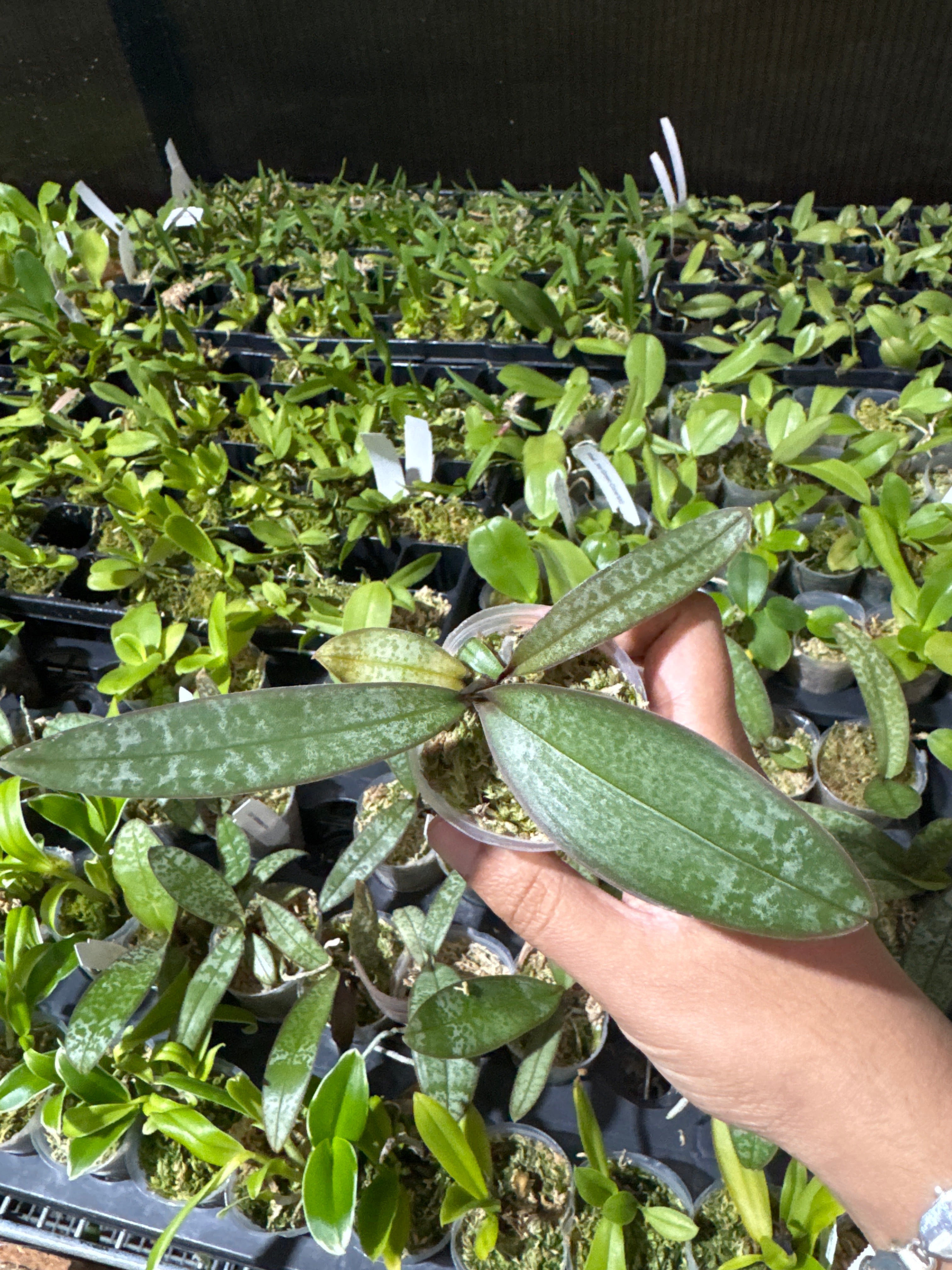 Phalaenopsis schilleriana 'No. 1' (MC) Secondary image