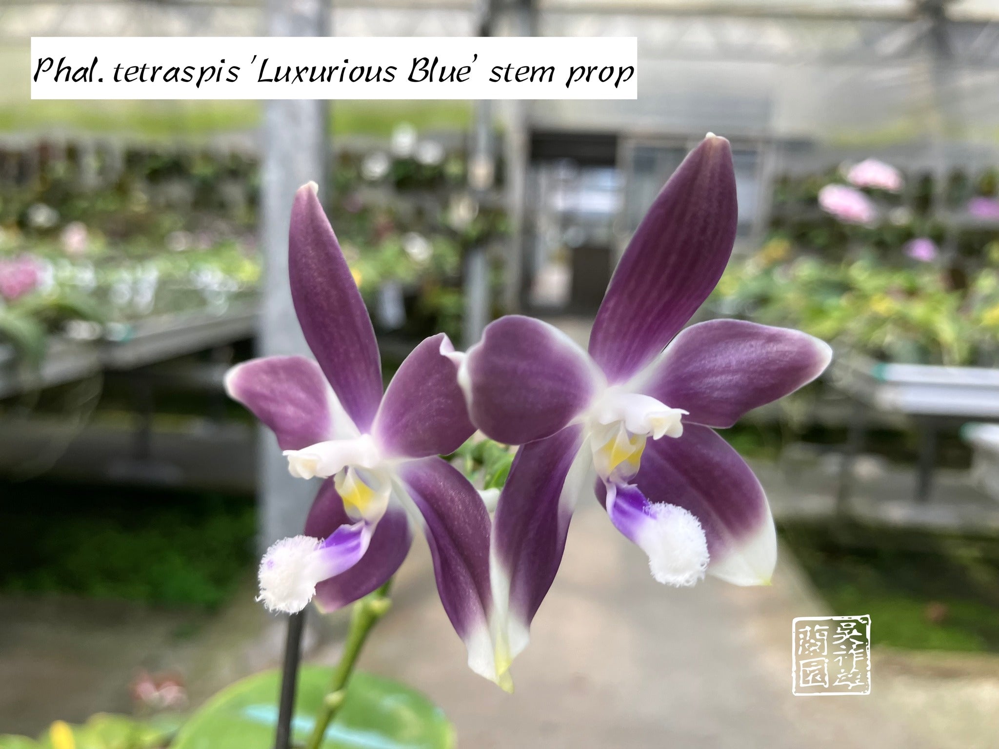 Phal. tetraspis 'Luxurious Blue’ MC (Fragrant Species) Main image