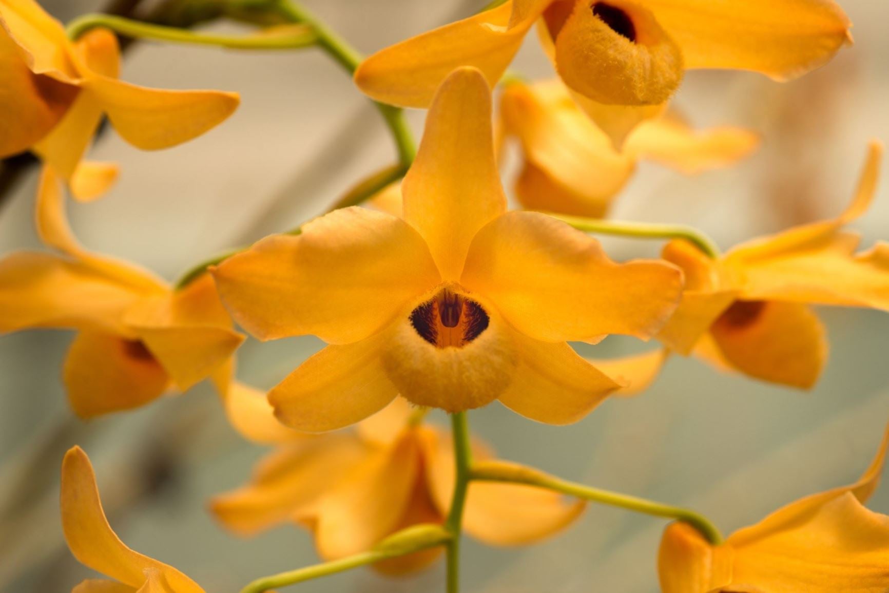 Dendrobium moschatum (FLASK WITH 40+ SEEDLINGS) Main image