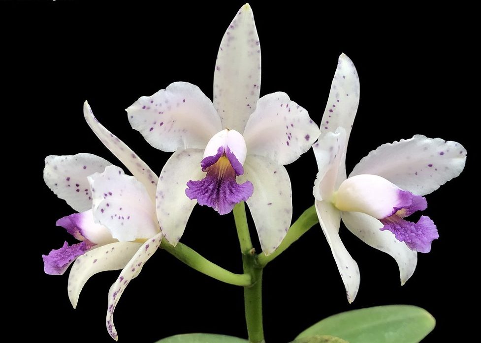 Cattleya amethystoglossa coerulea x sib (Flask - Conical, ex Taiwan)