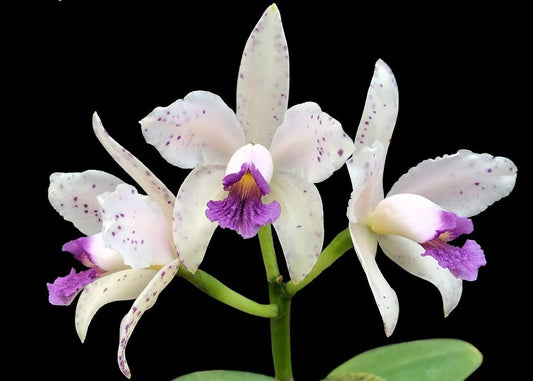 Cattleya amethystoglossa coerulea x sib (Flask - Conical, ex Taiwan)