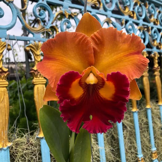 Rhyncholaeliocattleya (Rlc.) Siam Dragon 'Teen Spirit'