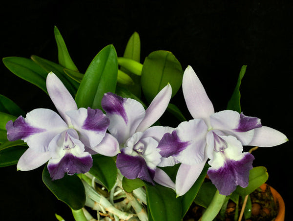 Cattleya Cariad’s Mini – Quinee Angel Kiss Main image
