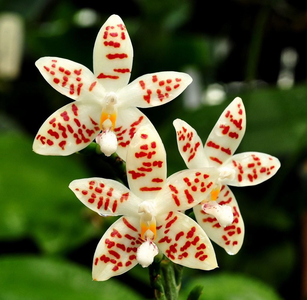 Phalaenopsis zebrina 'Palawan' (Rare Species) Main image