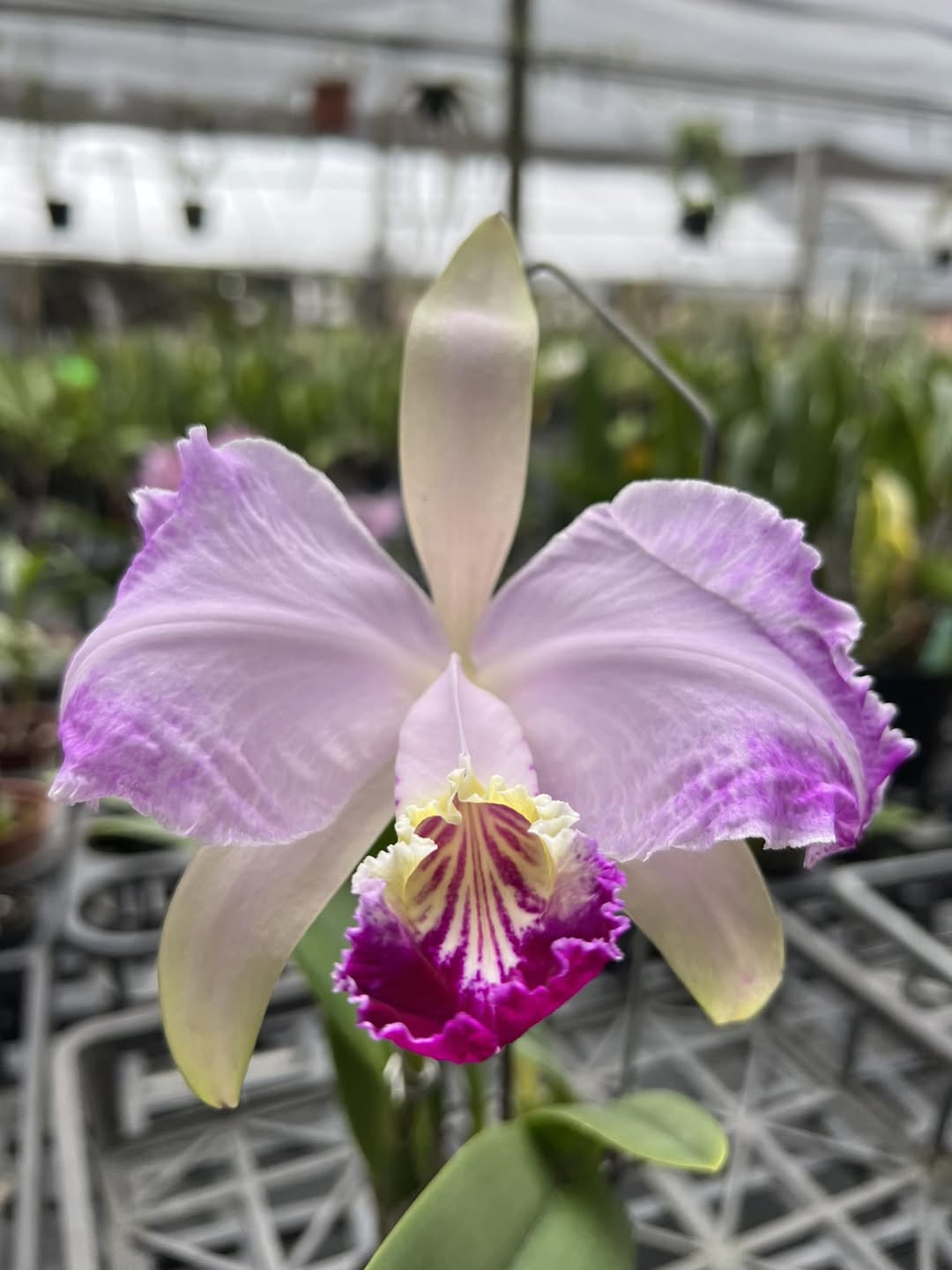 Cattleya lueddemanniana (flamea 吻痕 x (Ken + Frances)) (Species Flask - Conical) ex Taiwan Main image