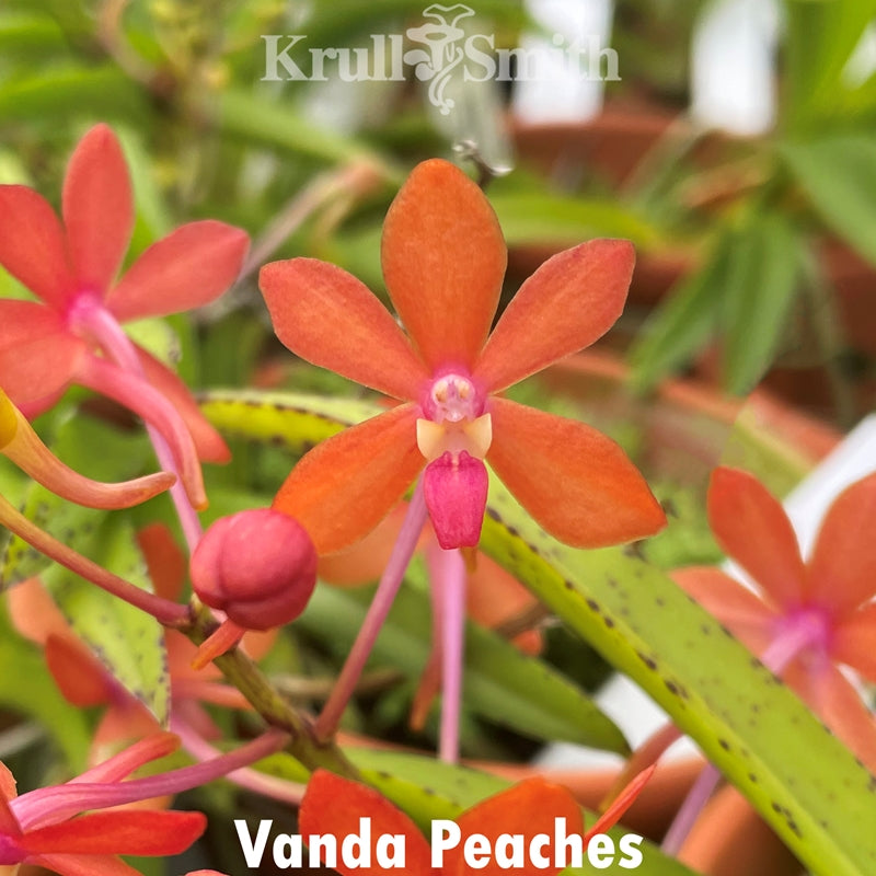 Vanda Peaches Main image