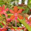 Vanda Peaches
