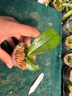 Phal. Joy Green Coral MC