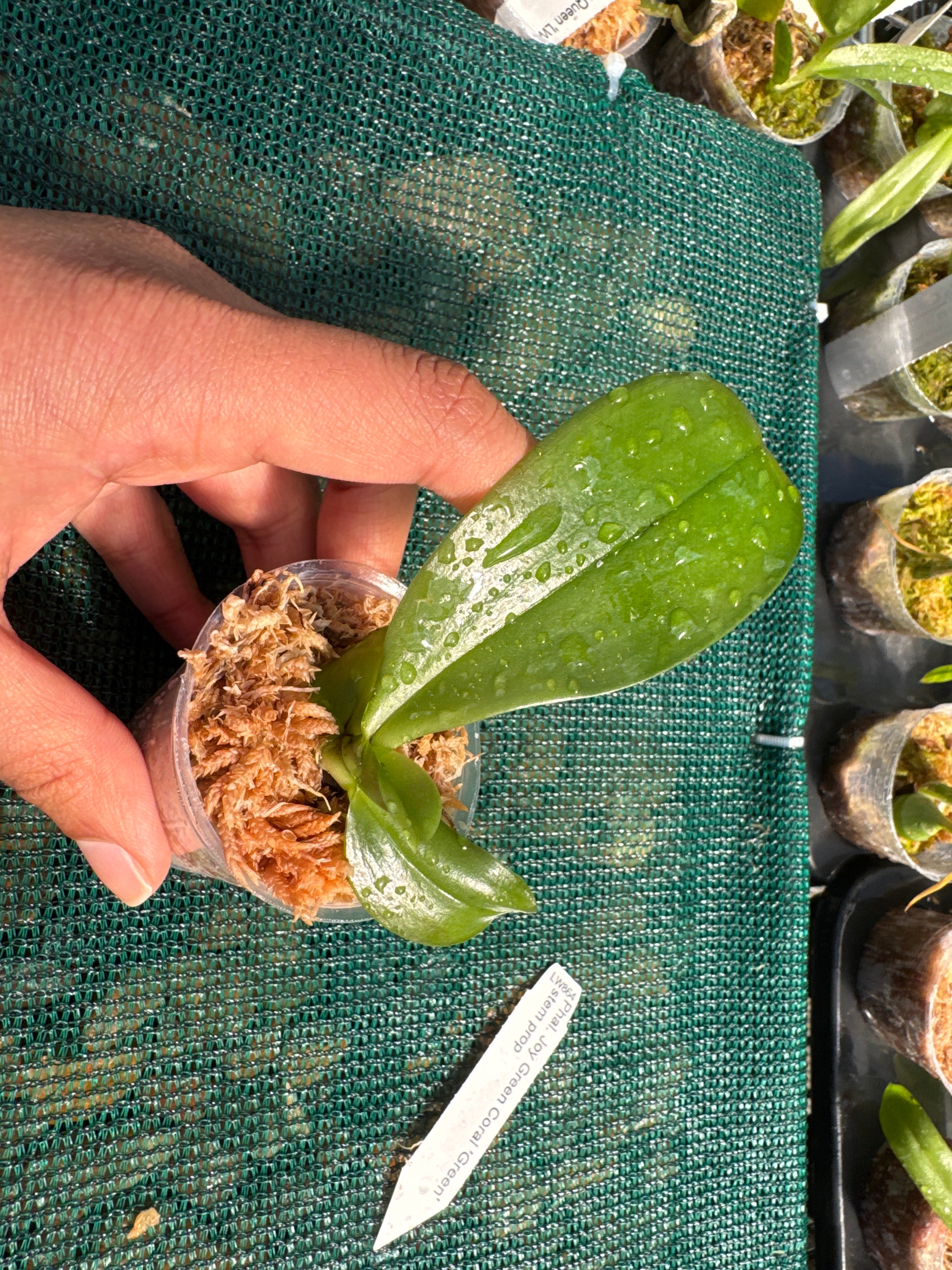 Phal. Joy Green Coral MC