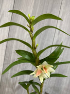 Dendrobium  Dawn Maree