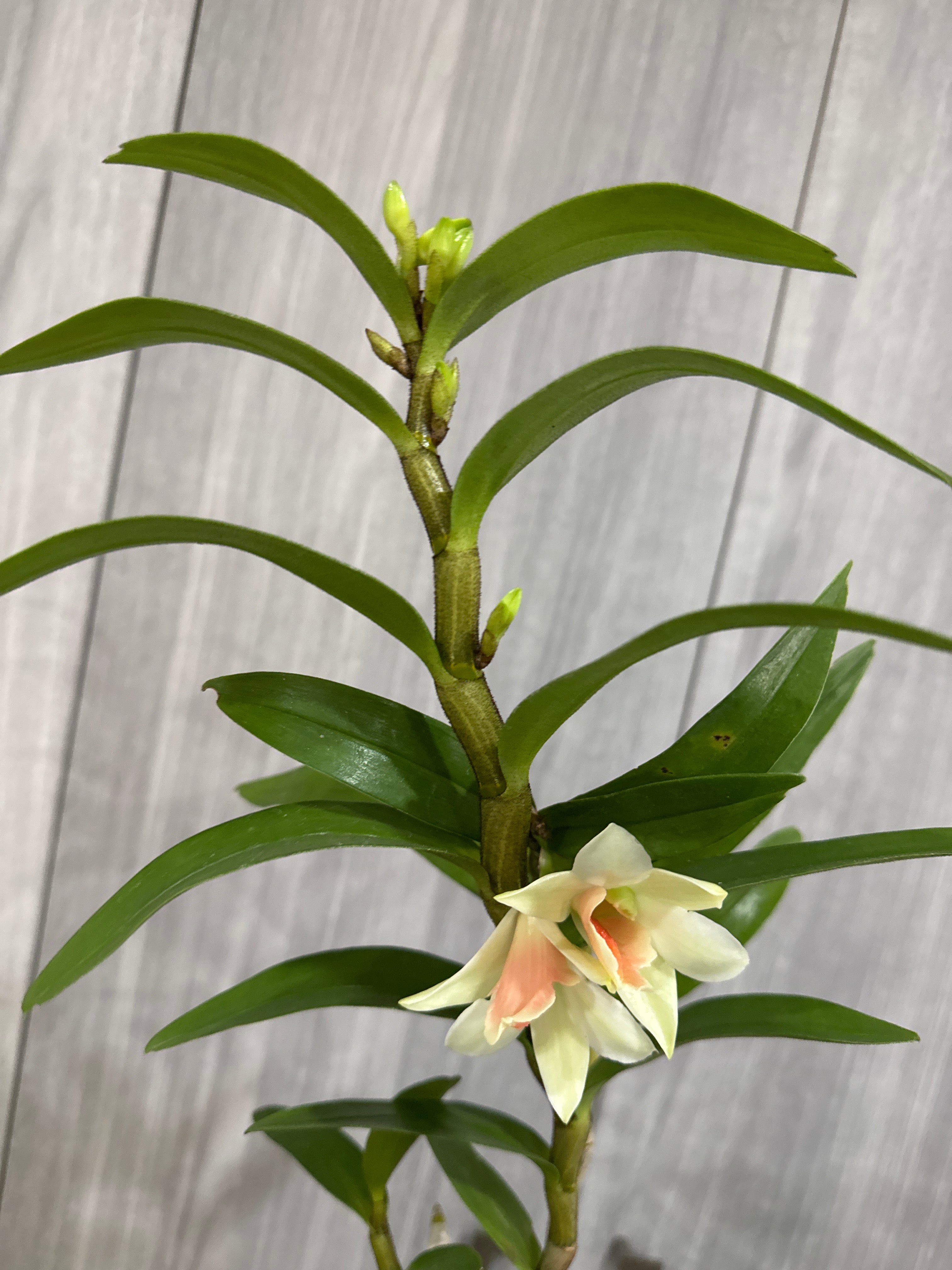 Dendrobium  Dawn Maree