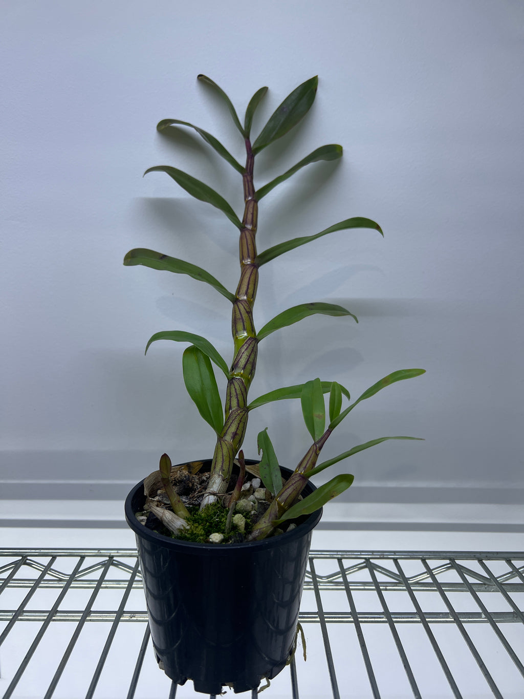 Dendrobium Pulchellum