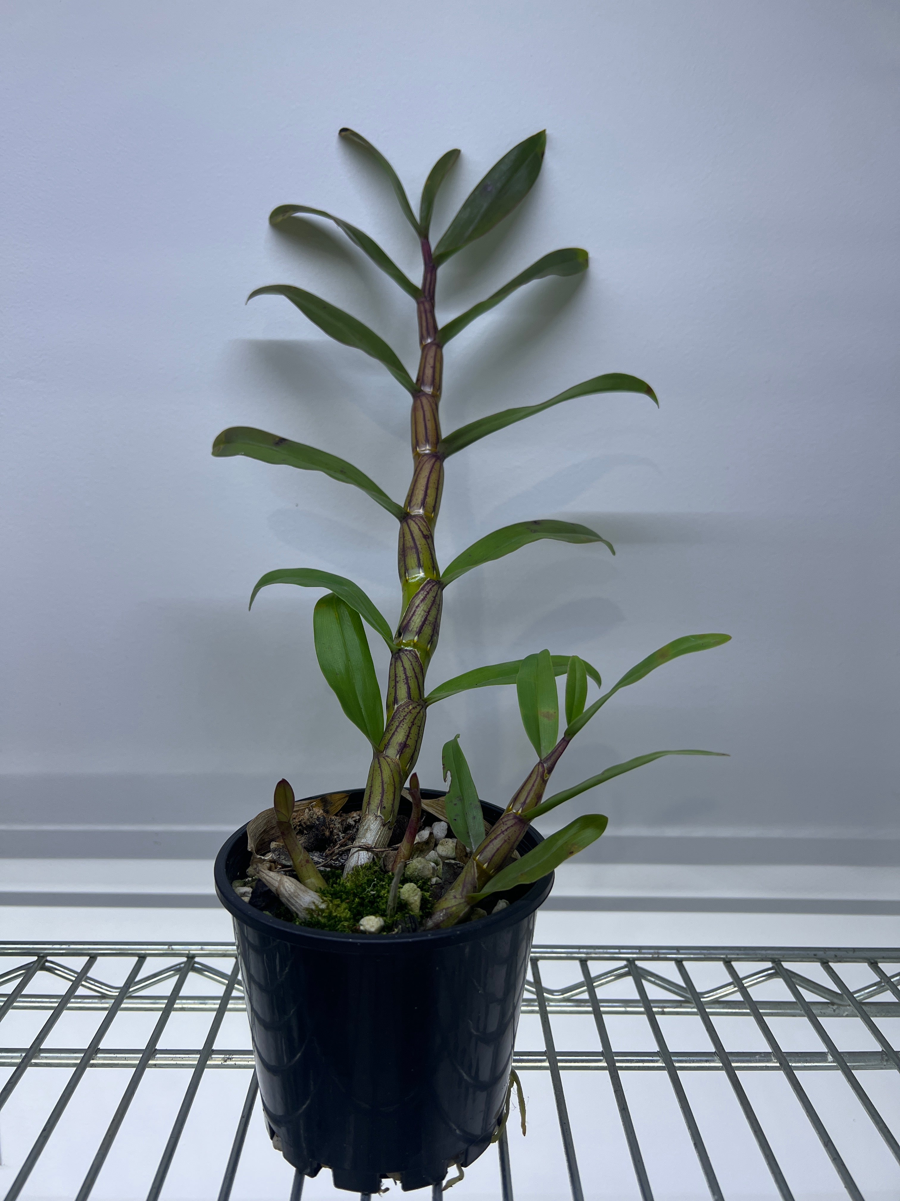Dendrobium Pulchellum