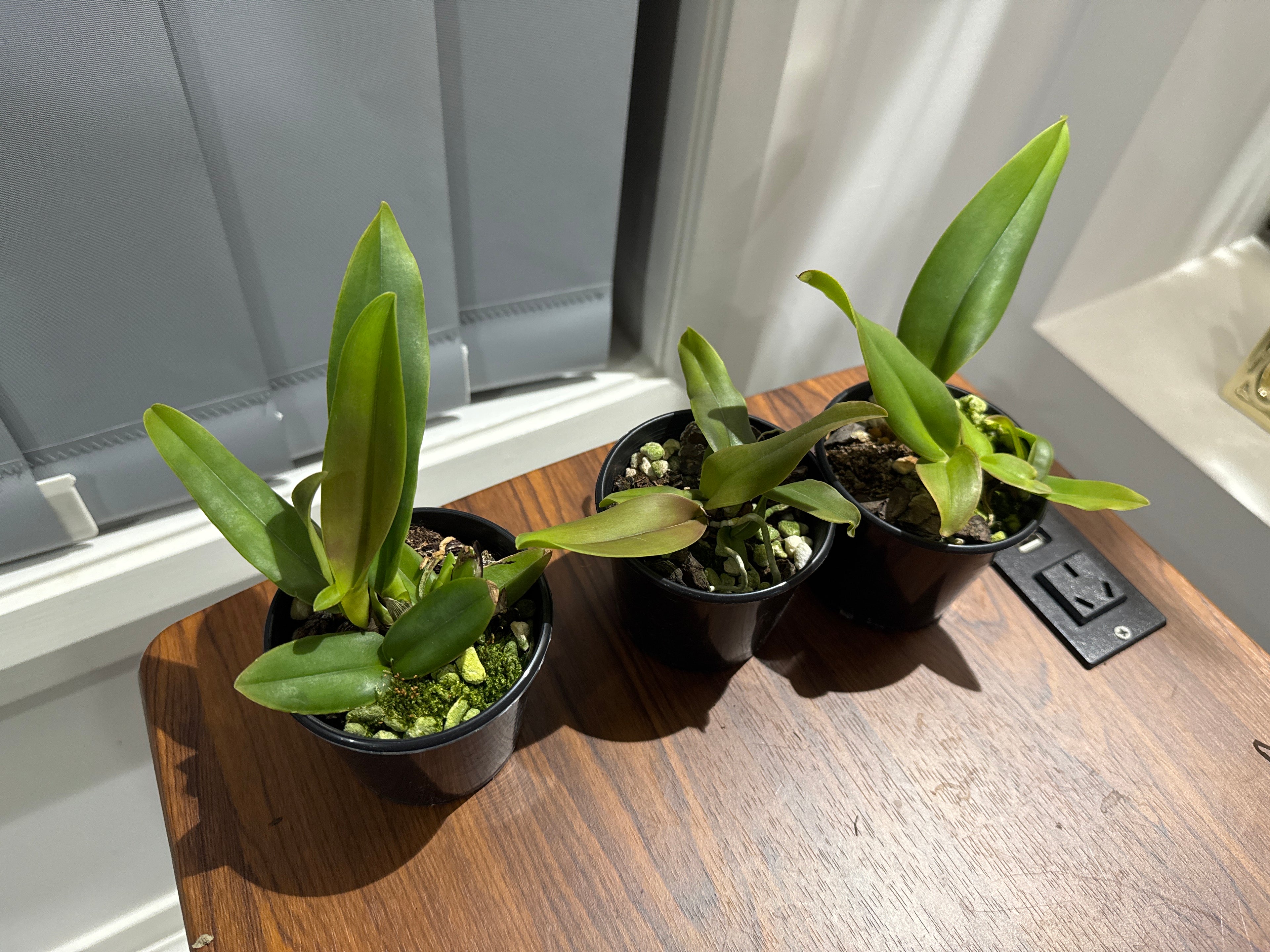 Cattleya dowiana f. rosiata