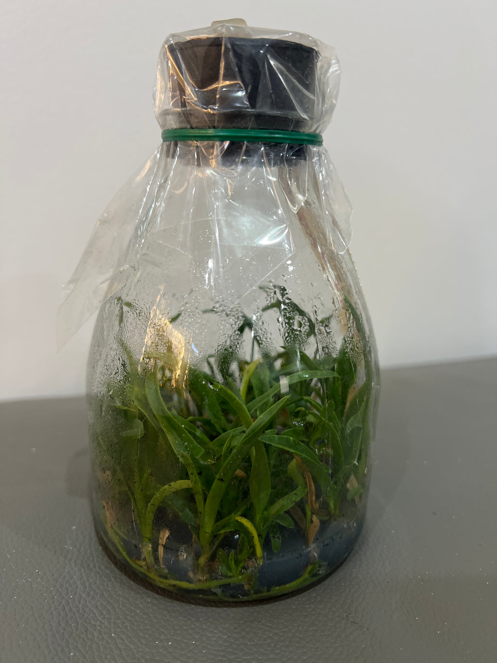Cattleya Red Doll (MC) (Hybrid Flask - Conical) ex Taiwan