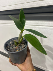 Dendrobium spectabile 'Shorty' (RARE, Latouria)