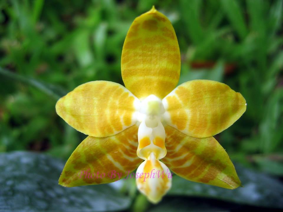 Phalaenopsis amboinensis var. flava (Rare Species, Mericlone - Fragrant)