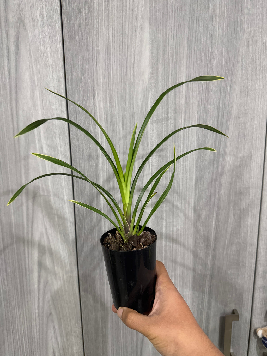 Cymbidium Red Gem MC (Variegated And Fragrant)