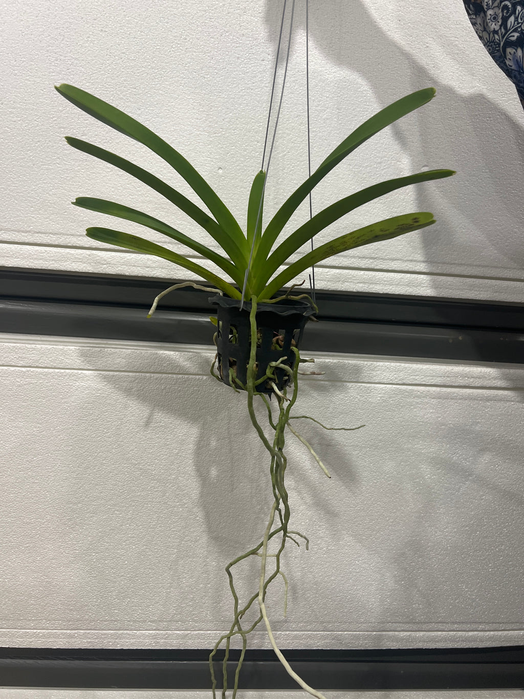 Vanda Adisak Happiness (V. Siam Spots x V. Bitz's Heartthrob)