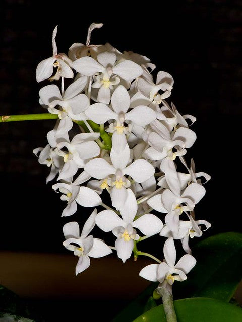 Phalaenopsis equestris f. alba Main image