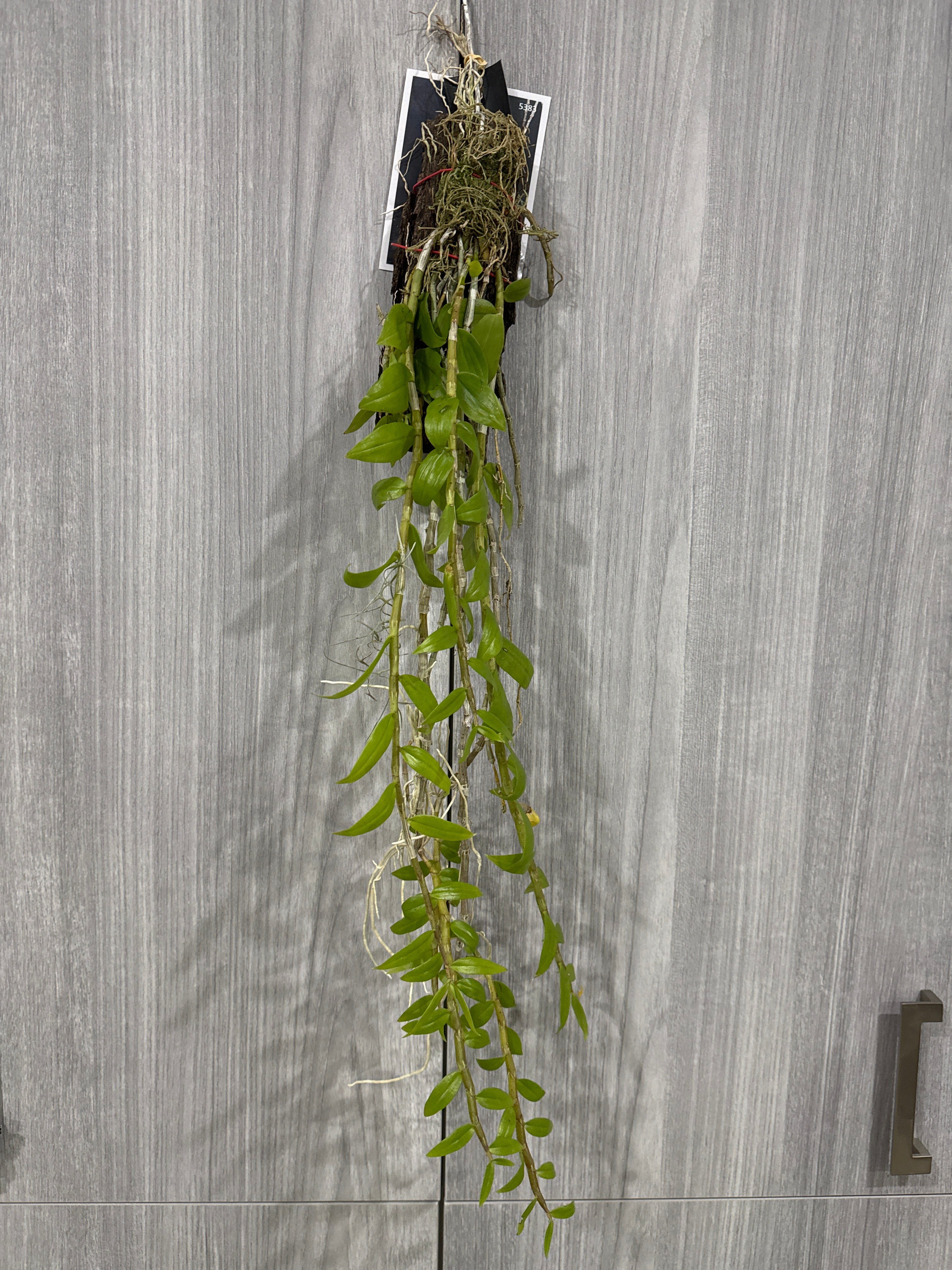Dendrobium Pierardii  (Aphyllum) (Fragrant Species)