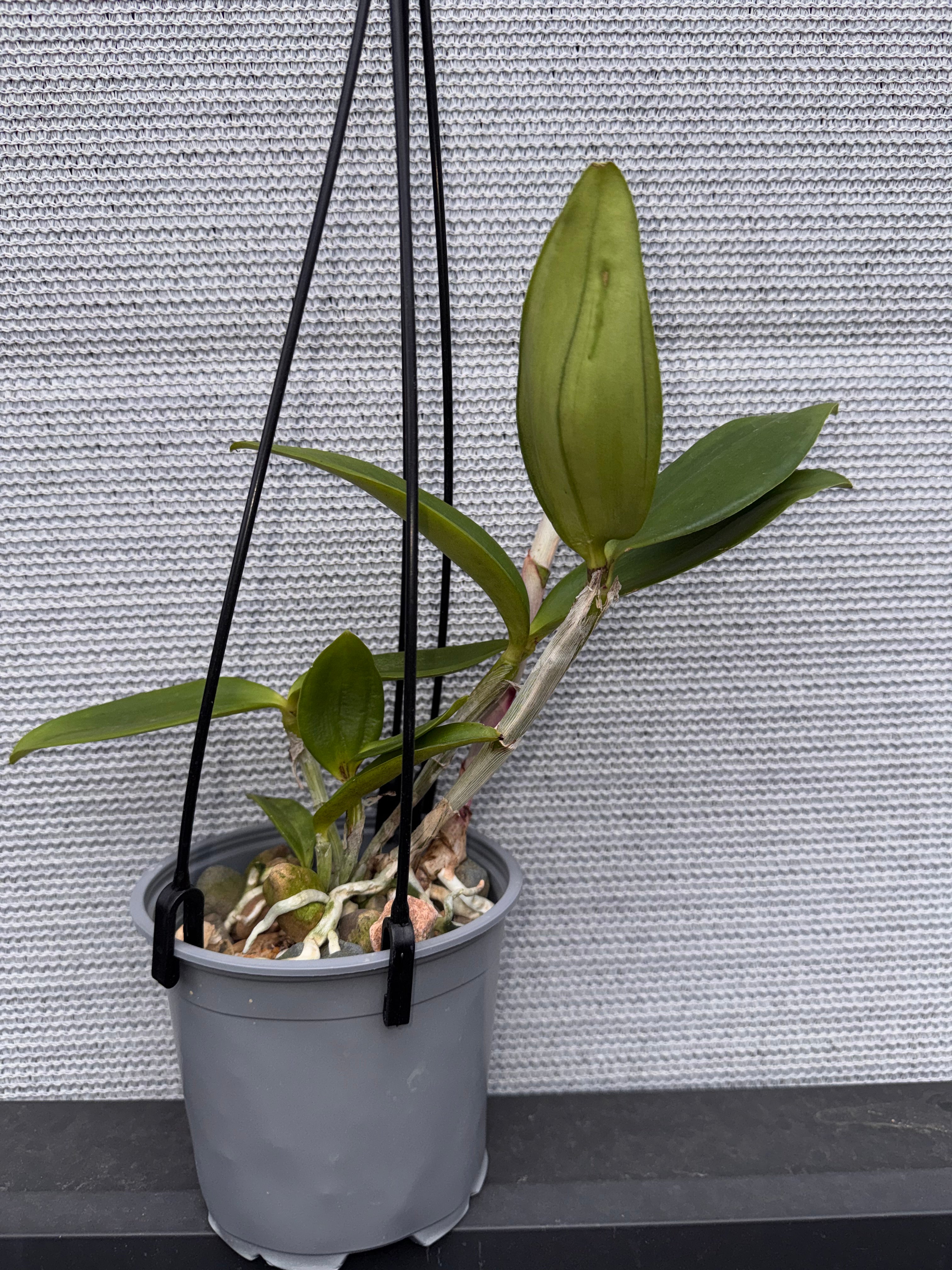 Cattleya amethystoglossa var. coerulea