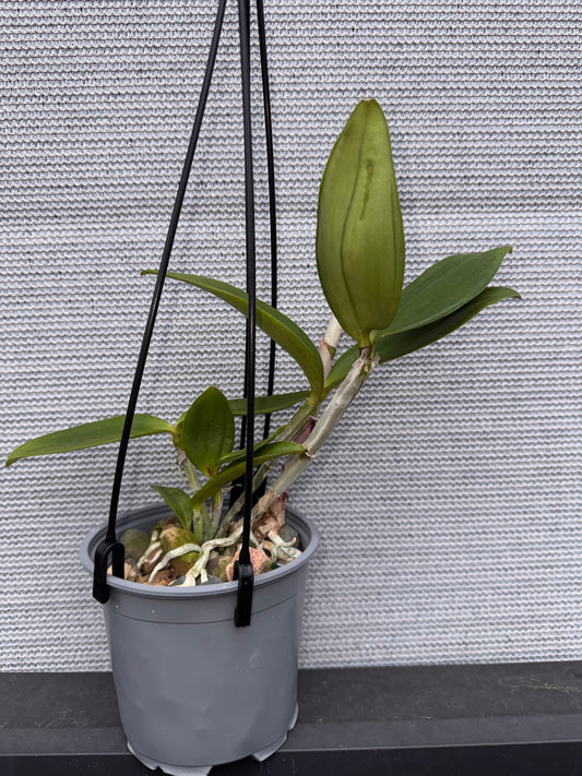 Cattleya amethystoglossa var. coerulea