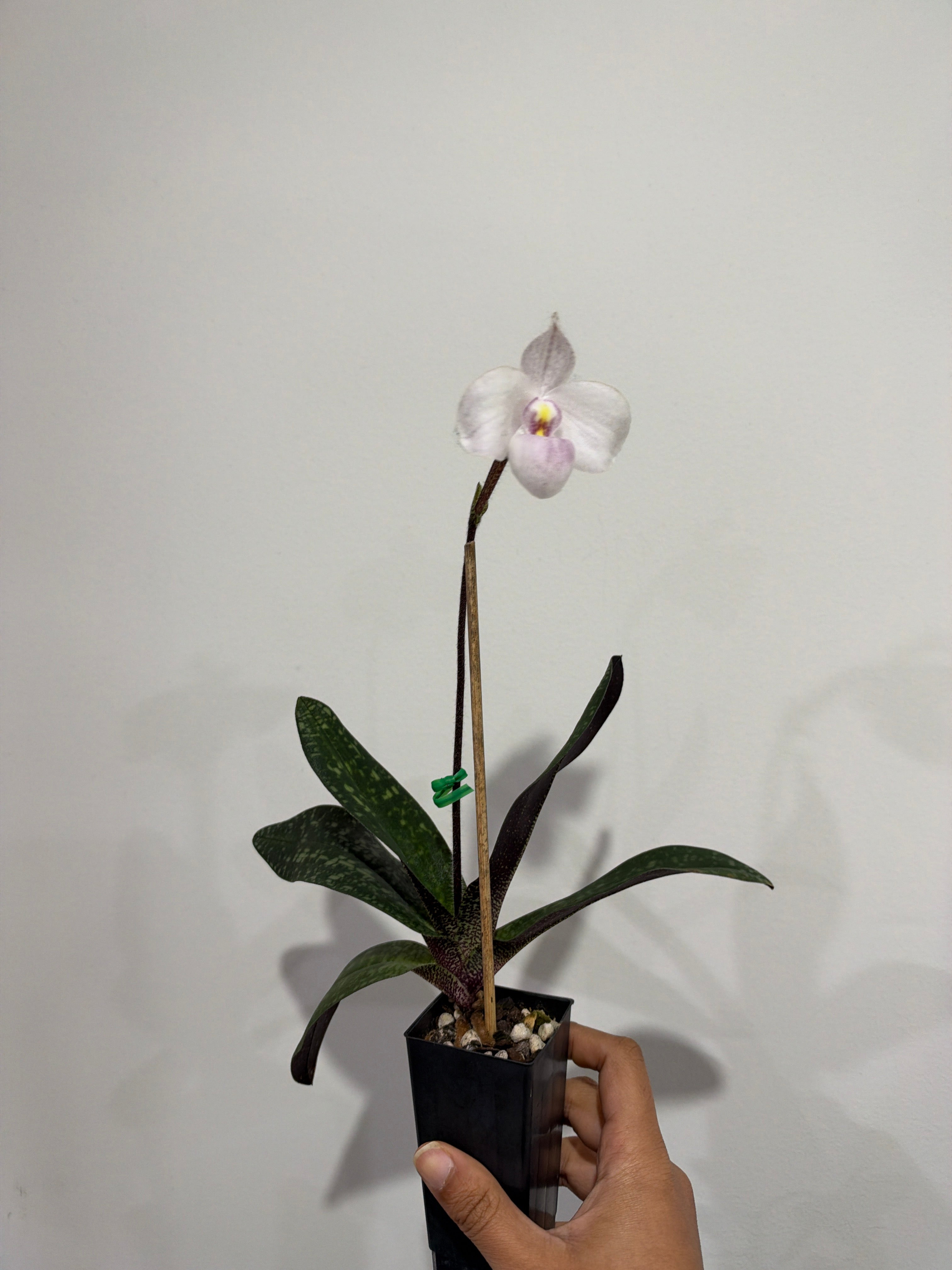 Paphiopedilum delenatii 'Ruby' (Vietnamese Species) Secondary image