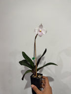 Paphiopedilum delenatii 'Ruby' (Vietnamese Species)
