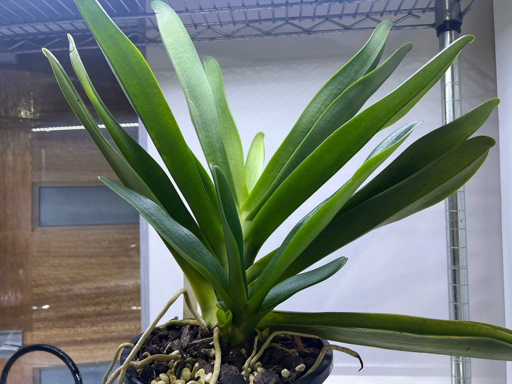 Angraecum Eburneum (Fragrant Species) Big Mature Size