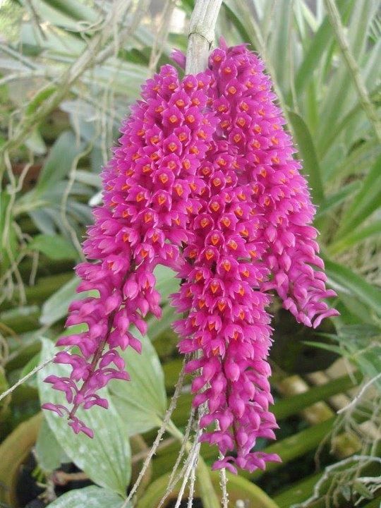 Dendrobium secundum  (Toothbrush Orchid)