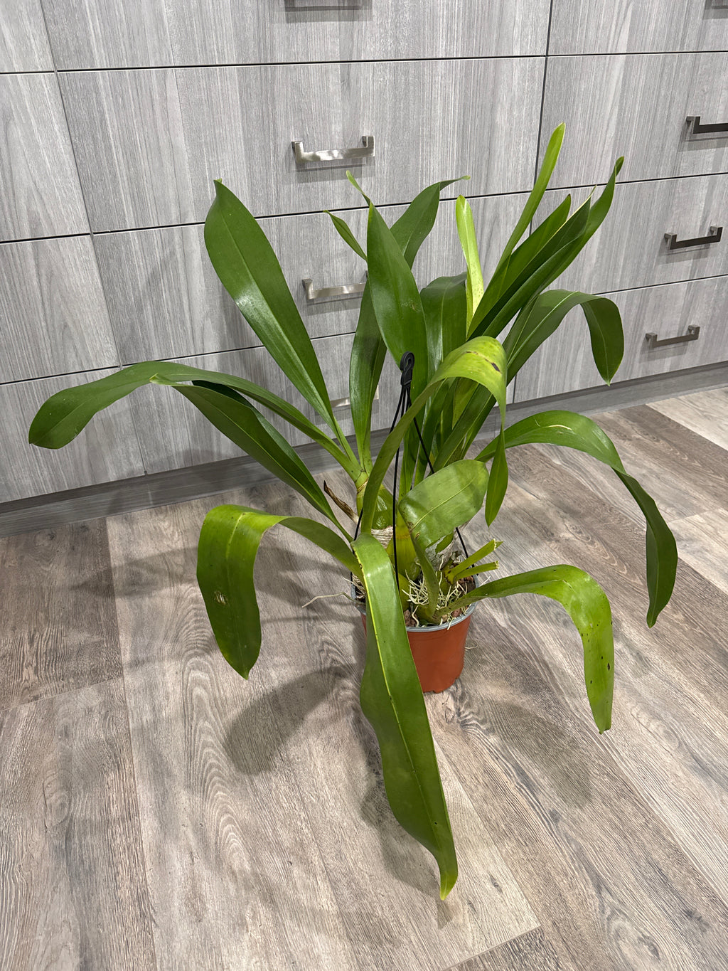 Grammatophyllum Jumbo Grand 'Pakkret' (PK)