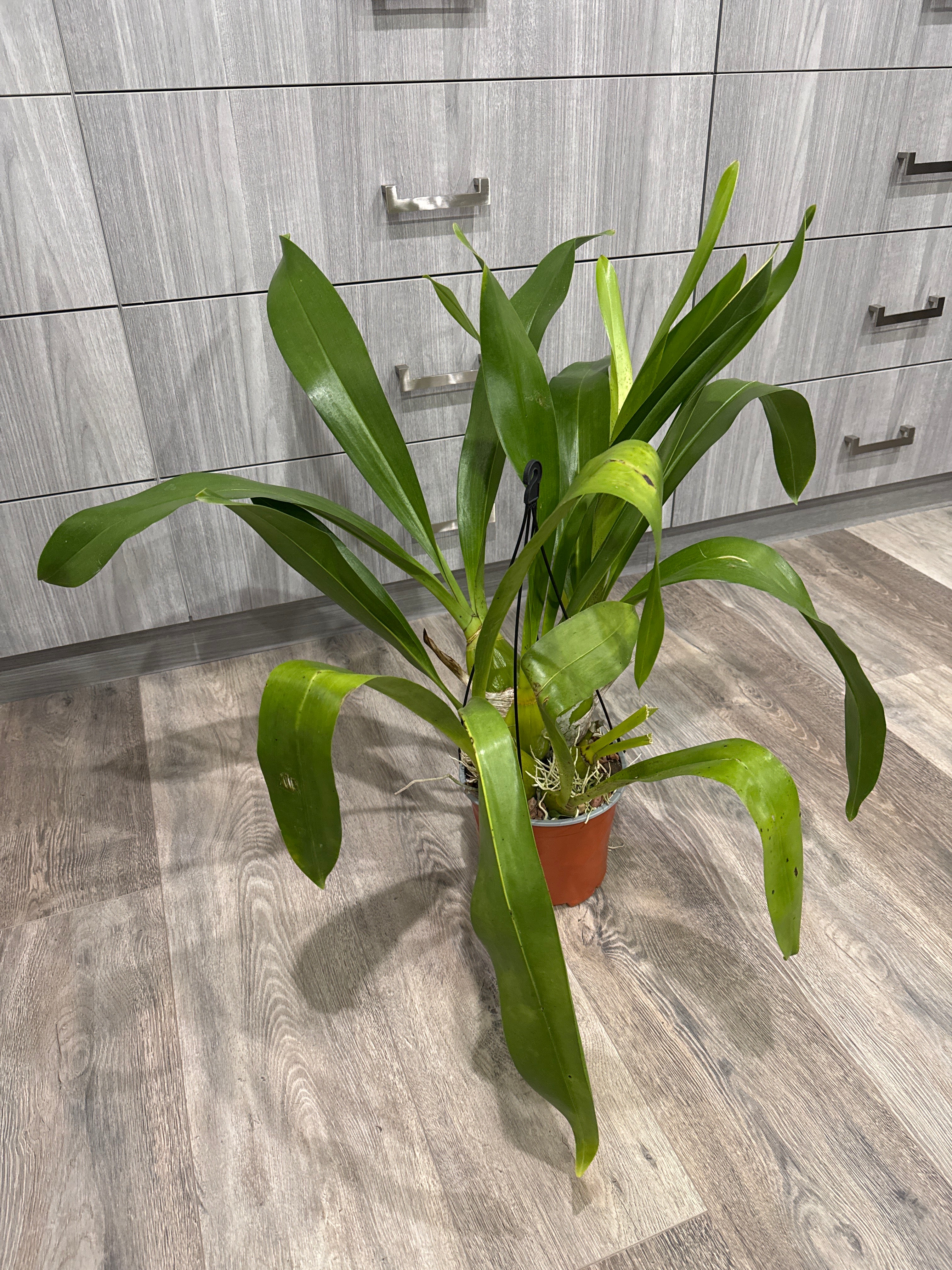 Grammatophyllum Jumbo Grand 'Pakkret' (PK)
