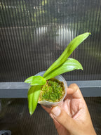 Phalaenopsis bellina 'Burning Butterfly' MC (Rare Species)