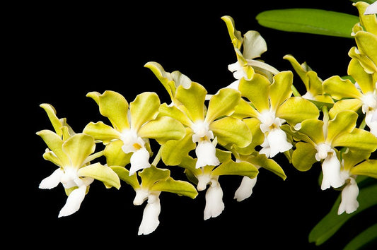 Vanda tessellata var. aurea (Fragrant Species)