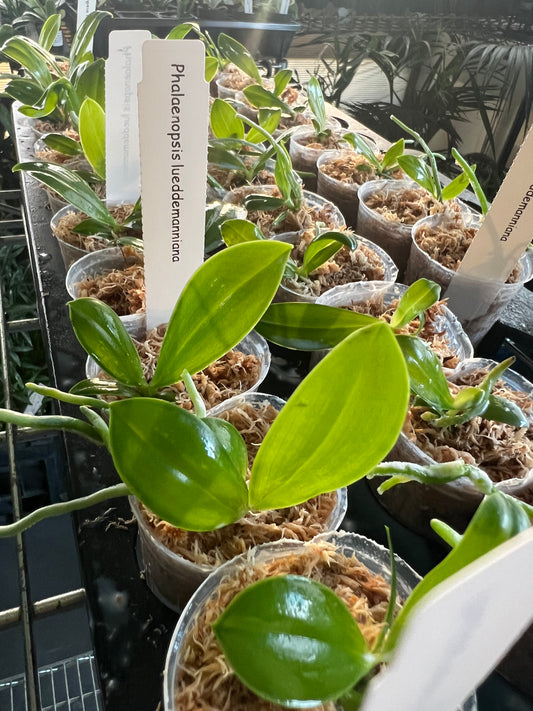 Phalaenopsis lueddemanniana (Fragrant Species)