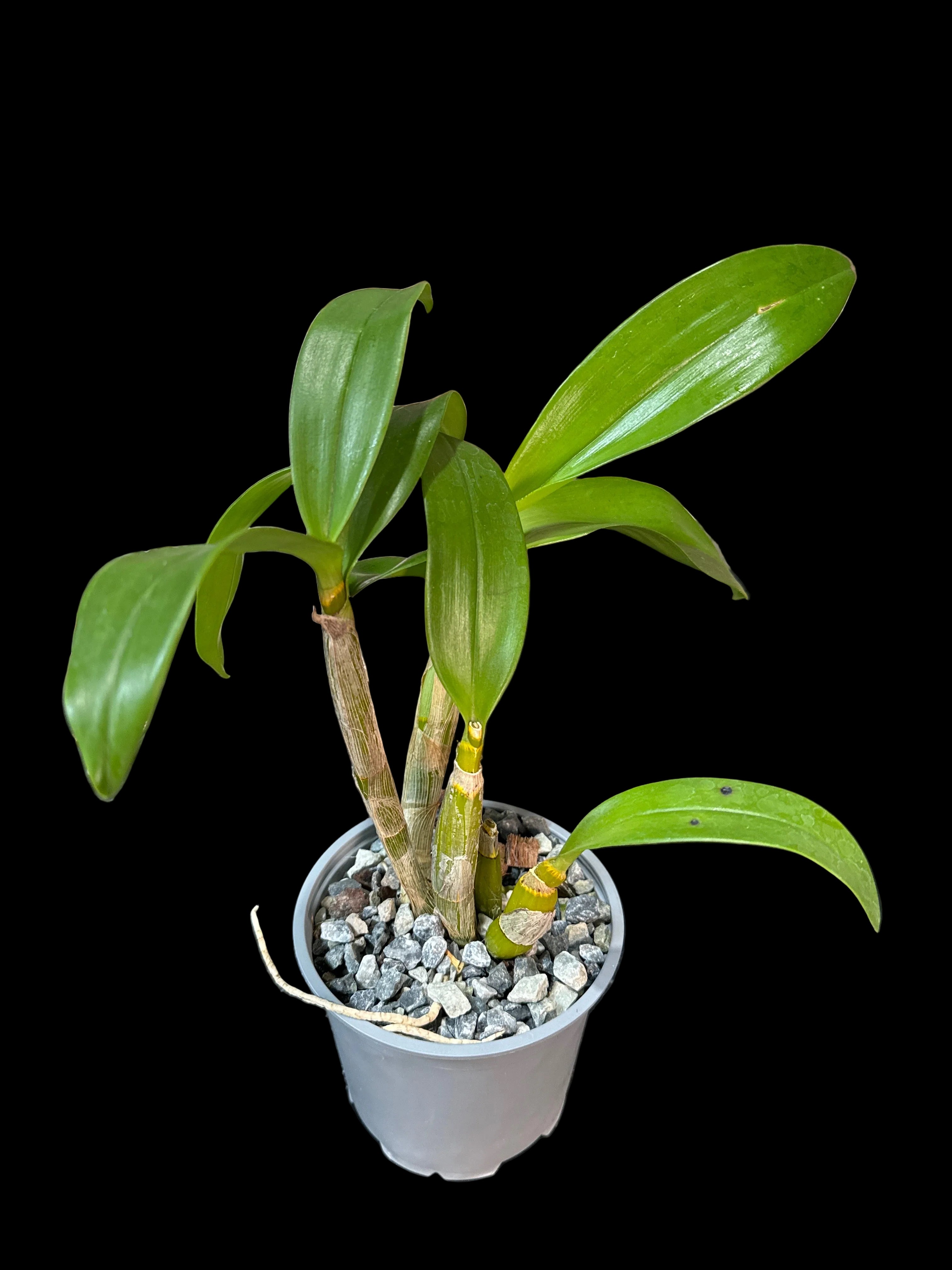 Dendrobium White Grace 'Sato' BM/JOGA