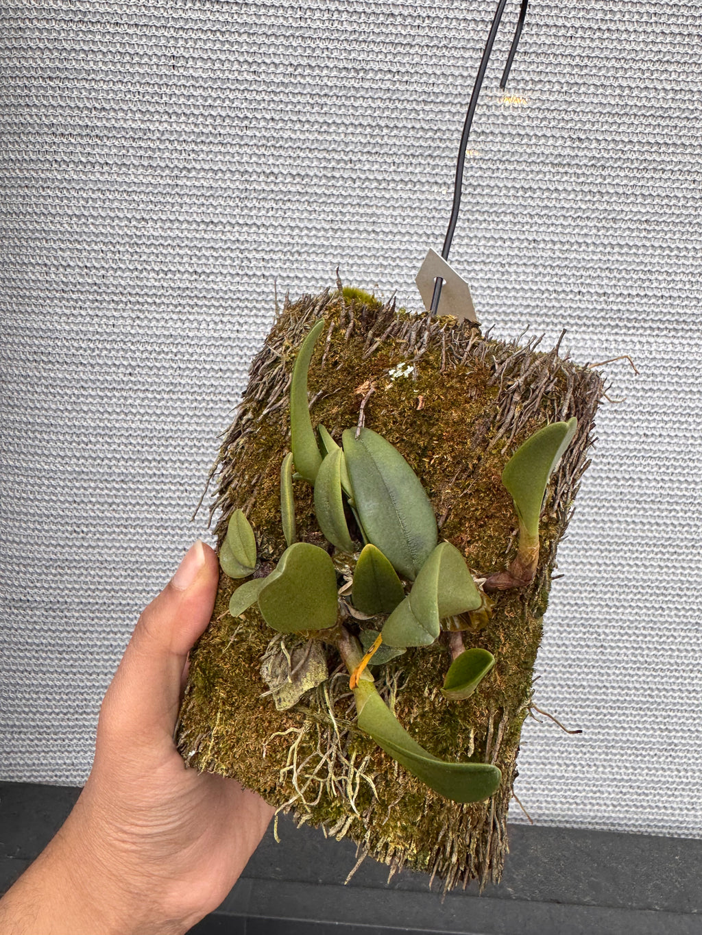 Bulbophyllum Frostii (Fragrant)