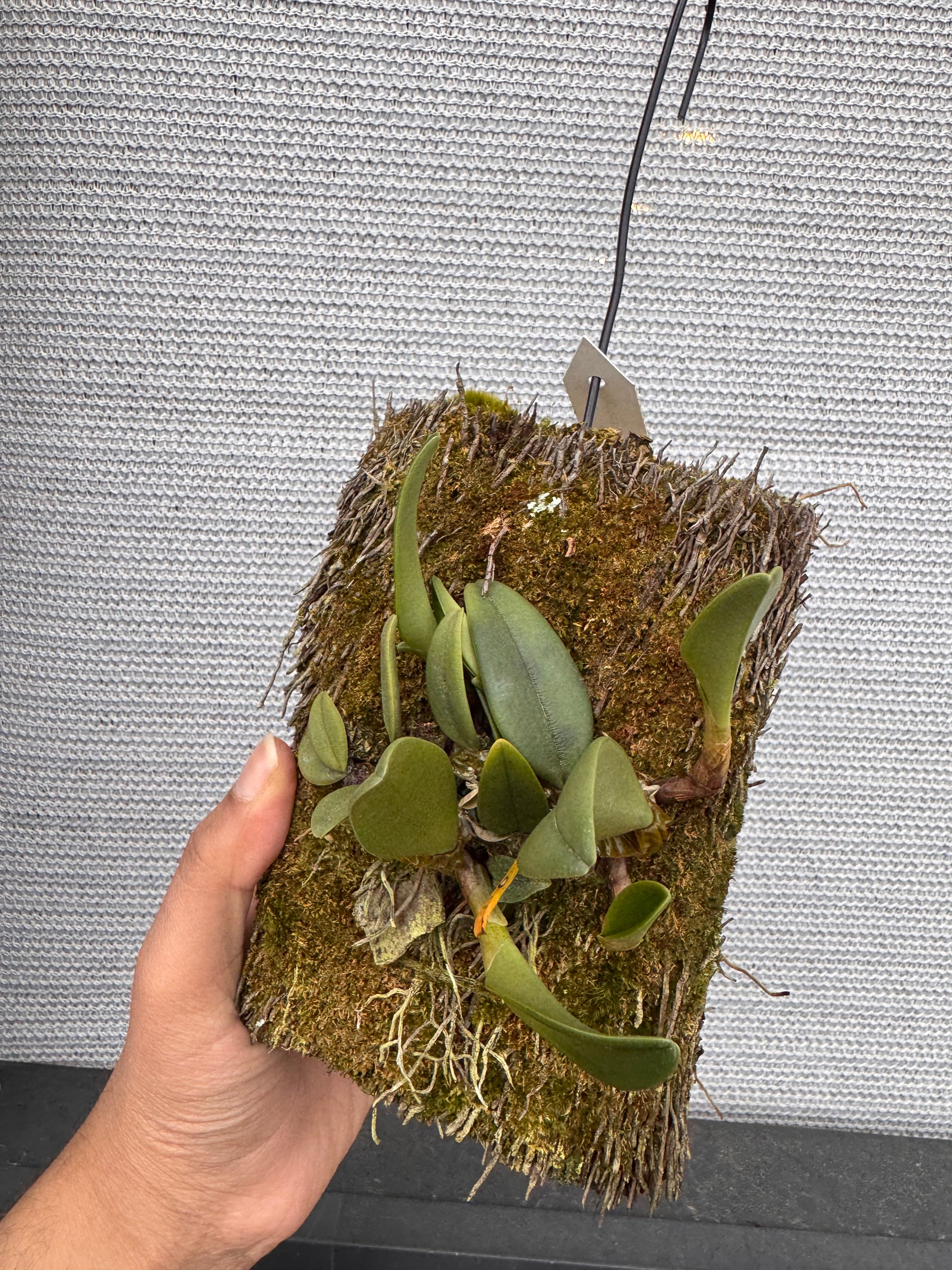 Bulbophyllum Frostii (Fragrant)