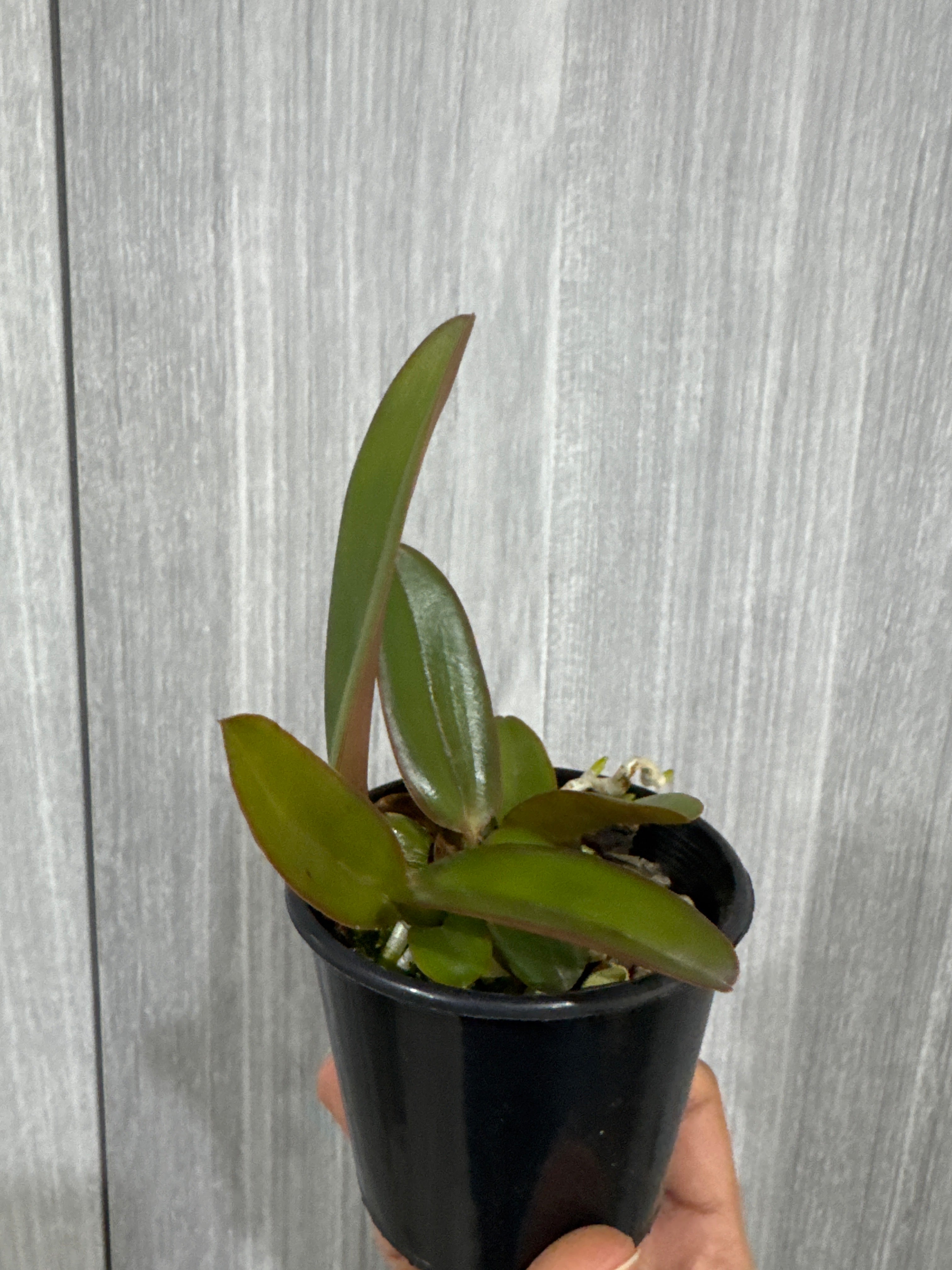 Cattleya warneri coerulea (Guy)